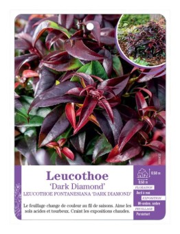 LEUCOTHOE FONTANESIANA DARK DIAMOND