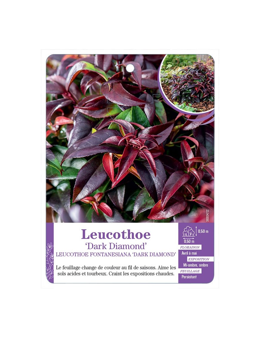 LEUCOTHOE FONTANESIANA DARK DIAMOND