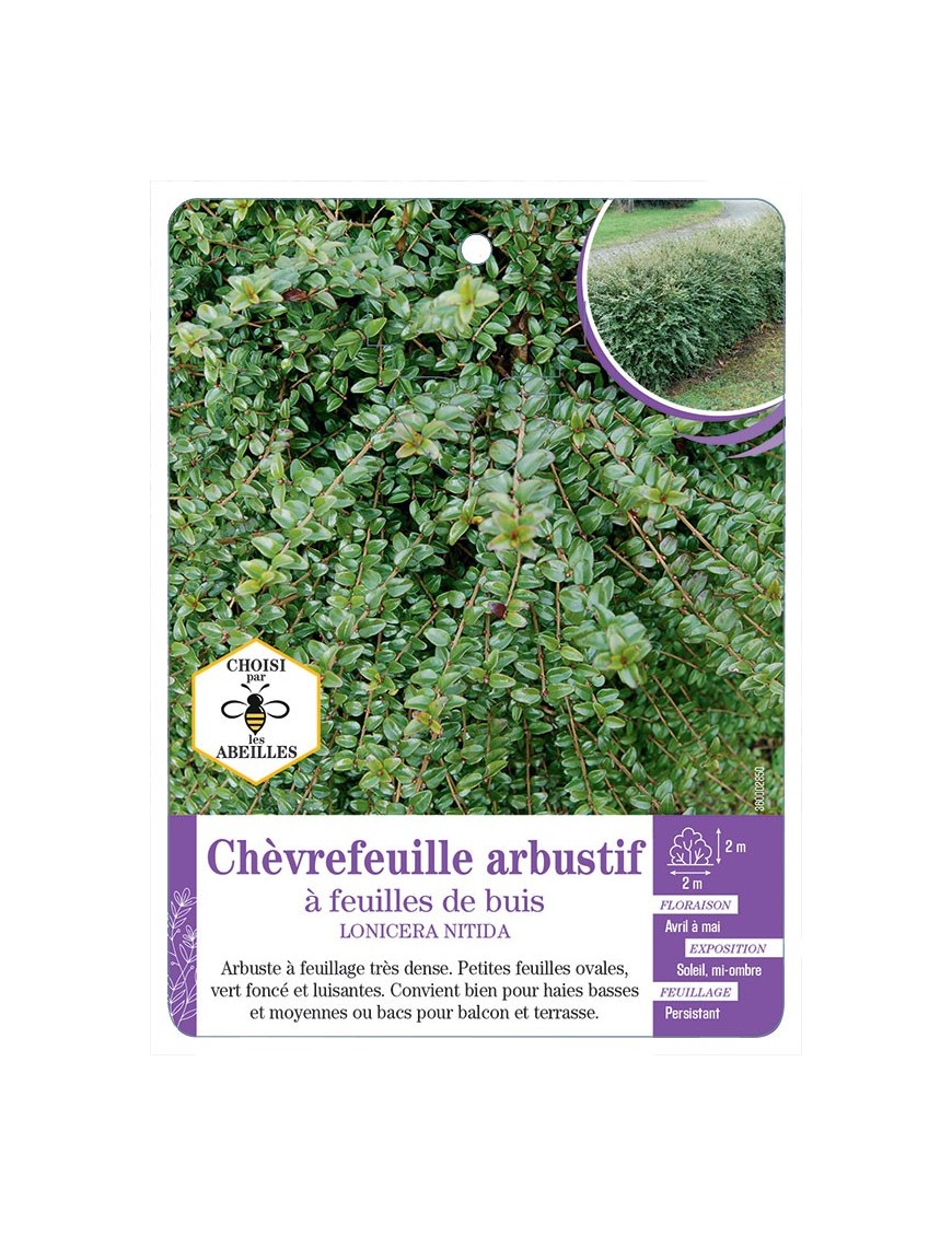 LONICERA NITIDA voir Chèvrefeuille arbustif à feuilles de buis