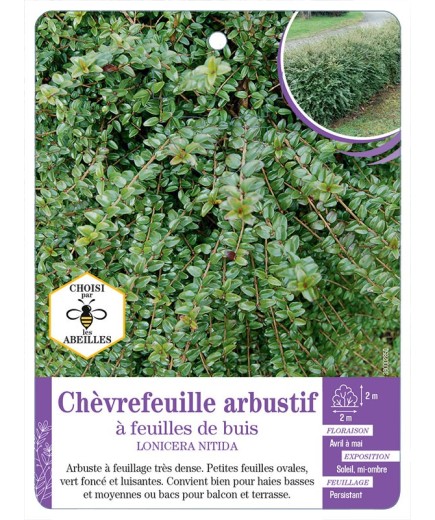 LONICERA NITIDA voir Chèvrefeuille arbustif à feuilles de buis
