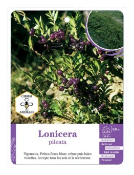 LONICERA PILEATA