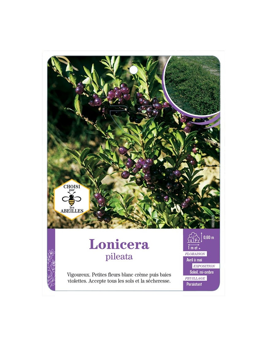 LONICERA PILEATA