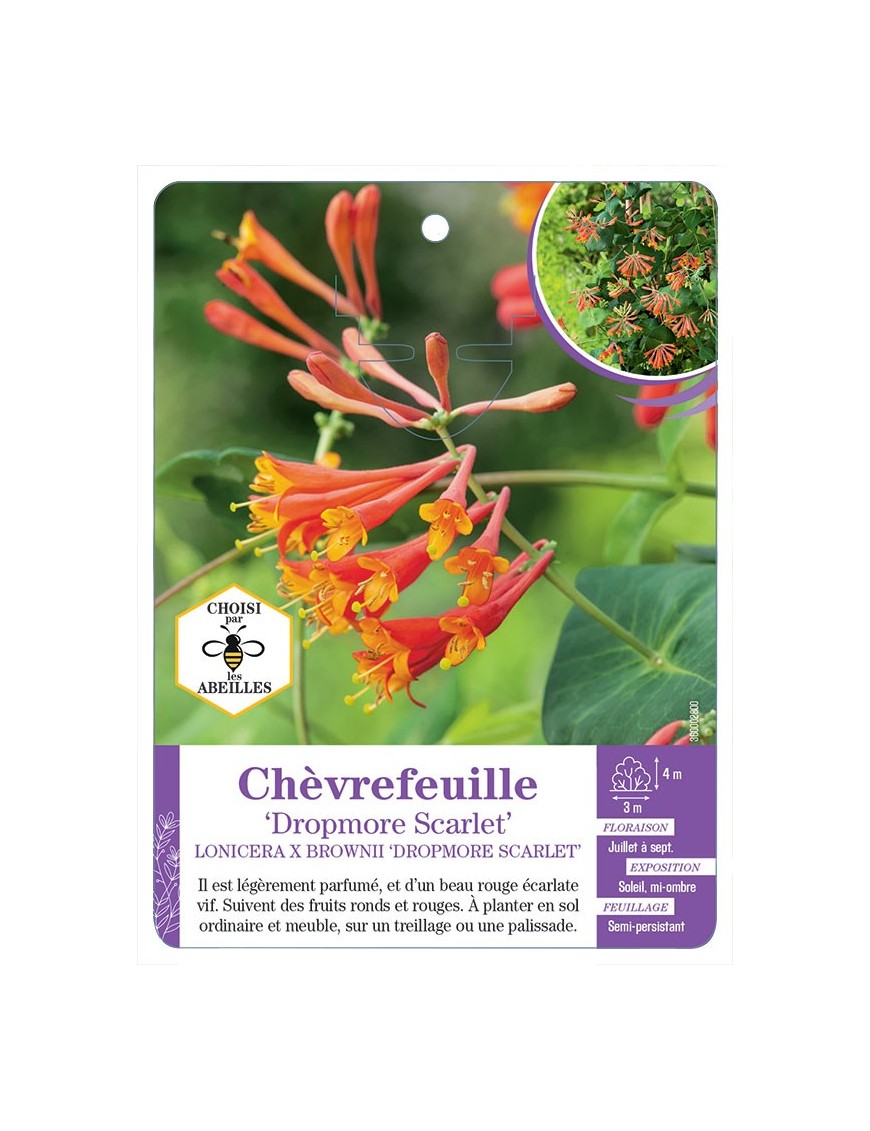 LONICERA X BROWNII DROPMORE SCARLET voir Chèvrefeuille