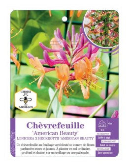LONICERA X HECKROTTII AMERICAN BEAUTY voir Chèvrefeuille