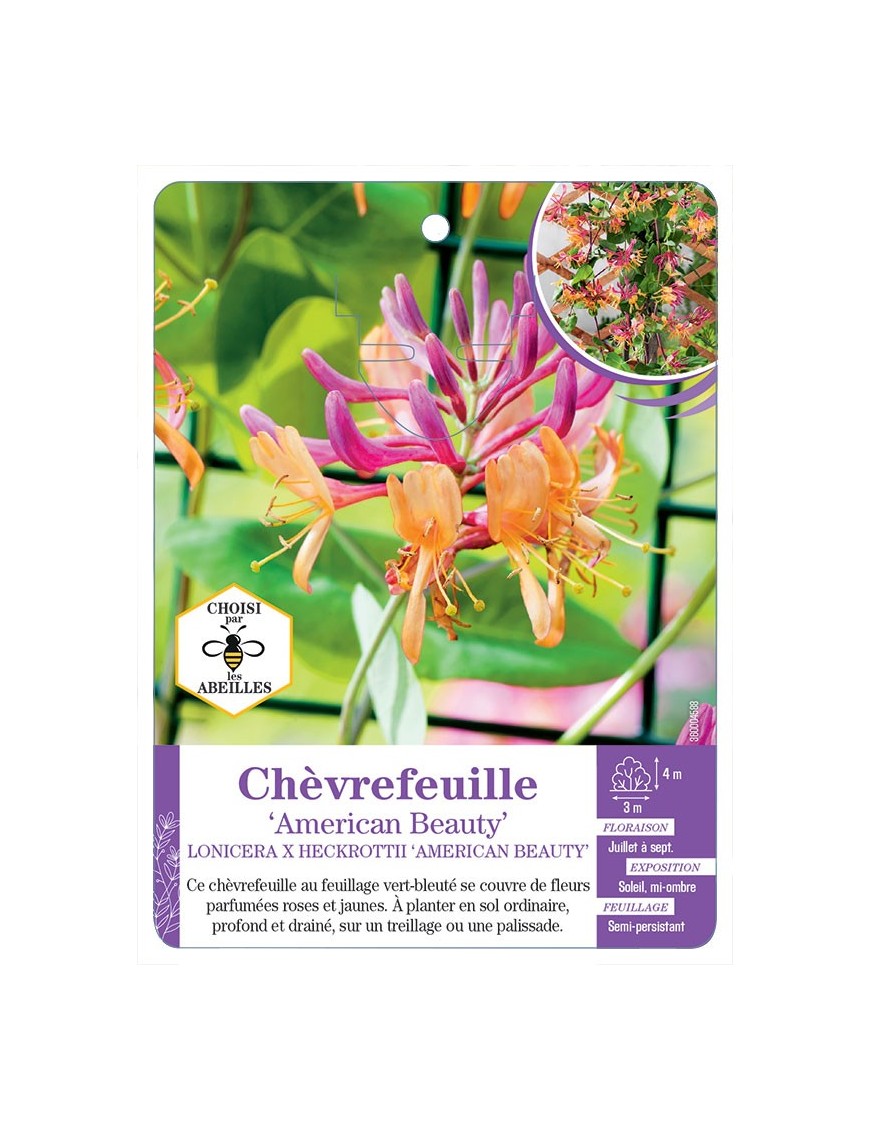 LONICERA X HECKROTTII AMERICAN BEAUTY voir Chèvrefeuille