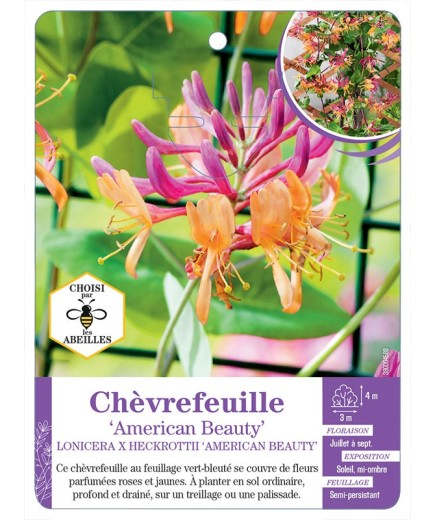 LONICERA X HECKROTTII AMERICAN BEAUTY voir Chèvrefeuille