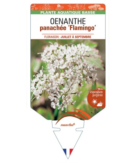 OENANTHE (fistulosa) panachée Flamingo