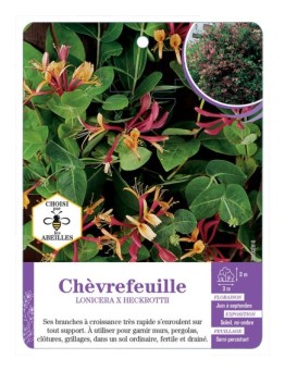 LONICERA X HECKROTTII voir Chèvrefeuille