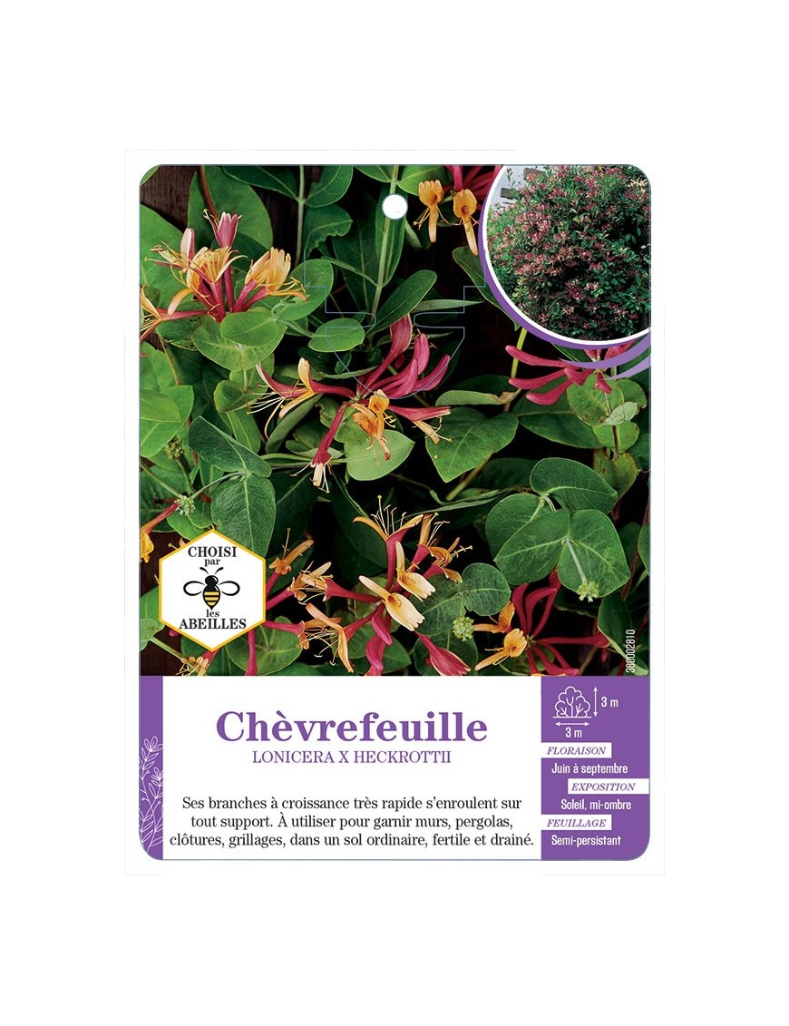 LONICERA X HECKROTTII voir Chèvrefeuille