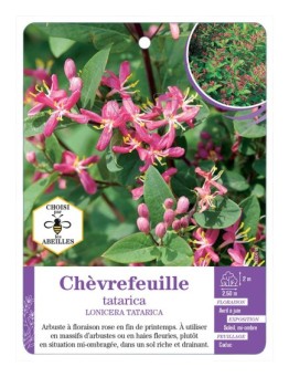 LONICERA TATARICA voir Chèvrefeuille