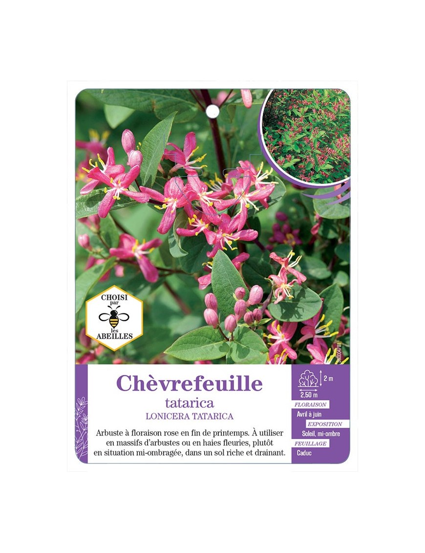 LONICERA TATARICA voir Chèvrefeuille