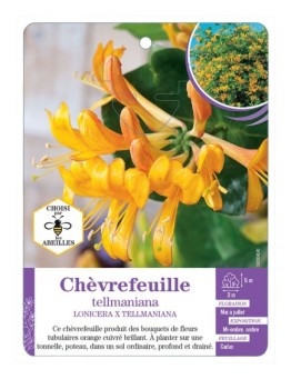 LONICERA X TELLMANIANA voir Chèvrefeuille
