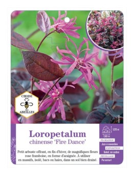 LOROPETALUM CHINENSE FIRE DANCE