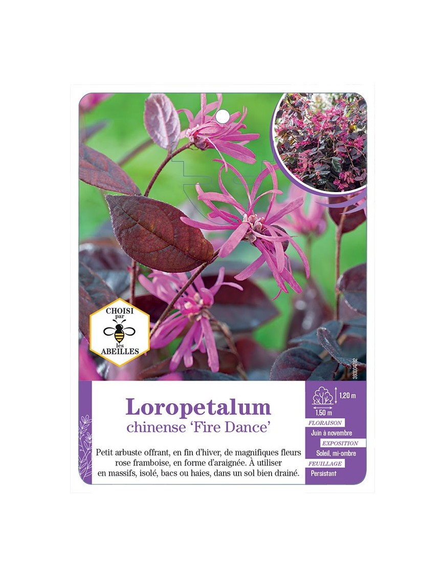 LOROPETALUM CHINENSE FIRE DANCE