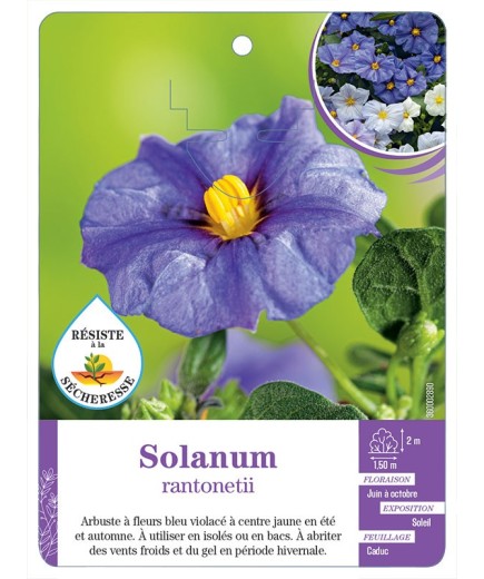 LYCIANTHES RANTONETII voir Solanum