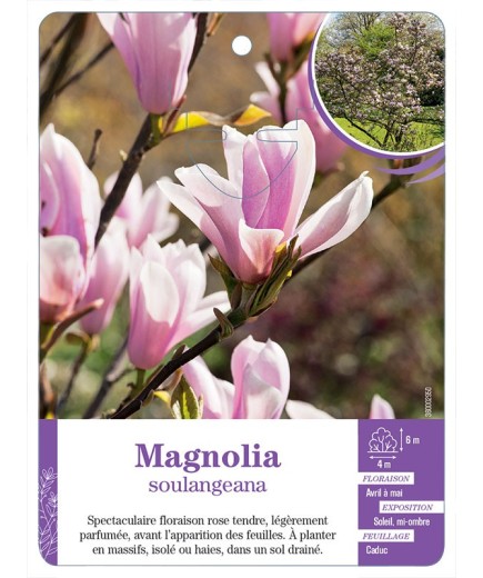 MAGNOLIA SOULANGEANA