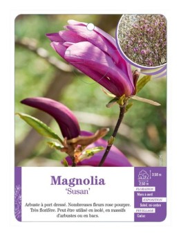 MAGNOLIA SUSAN