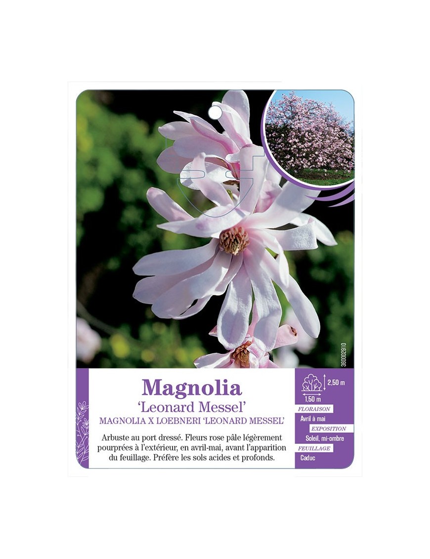 MAGNOLIA X LOEBNERI LEONARD MESSEL