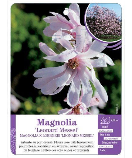 MAGNOLIA X LOEBNERI LEONARD MESSEL