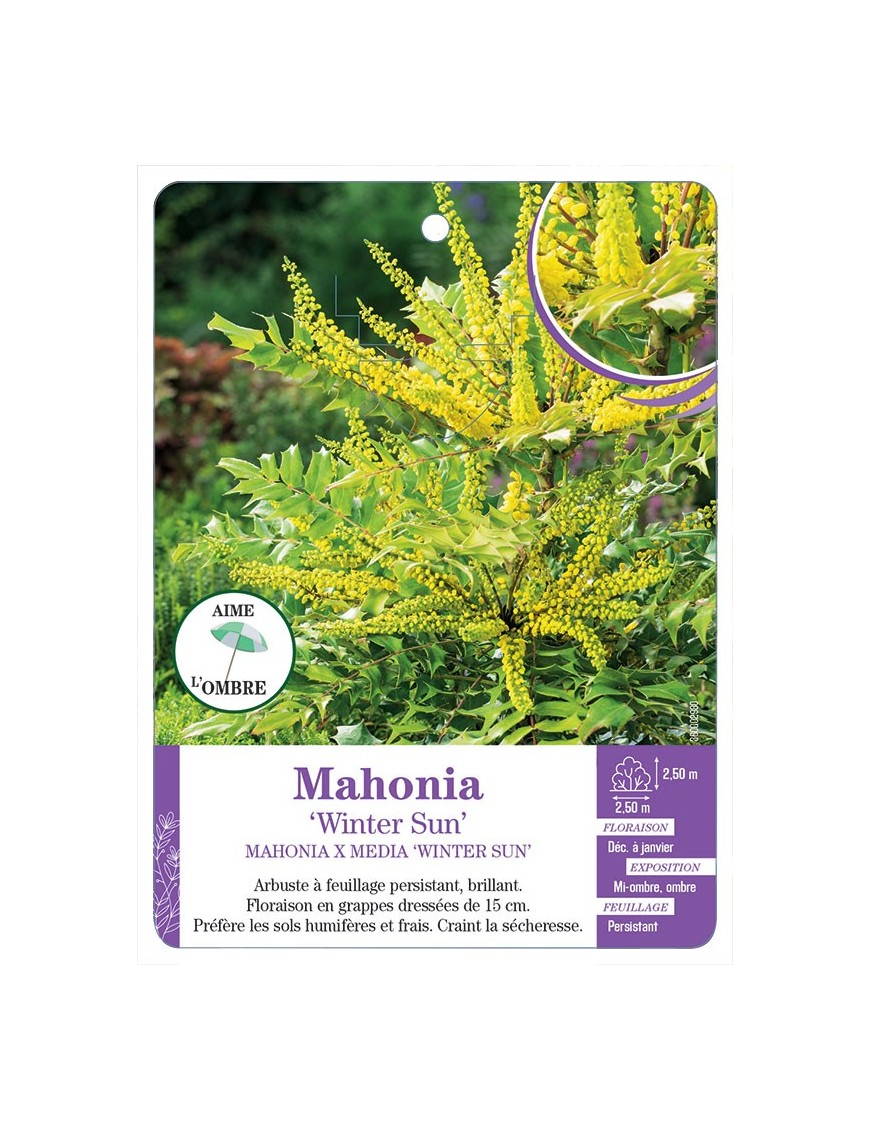 MAHONIA X MEDIA WINTER SUN