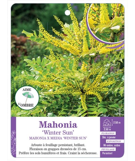 MAHONIA X MEDIA WINTER SUN