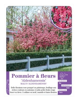 MALUS ALDENHAMENSIS voir Pommier à fleurs