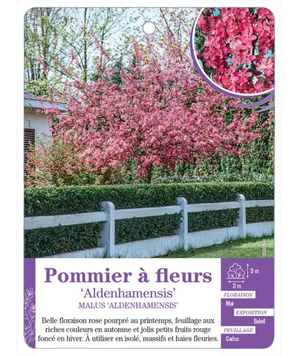 MALUS ALDENHAMENSIS voir Pommier à fleurs