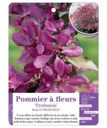MALUS PROFUSION voir Pommier à fleurs