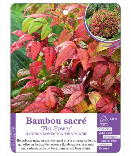 NANDINA DOMESTICA FIRE POWER voir Bambou sacré