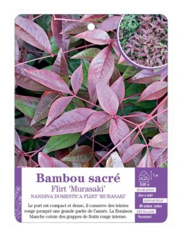 NANDINA DOMESTICA FLIRT MURASAKI voir Bambou sacré