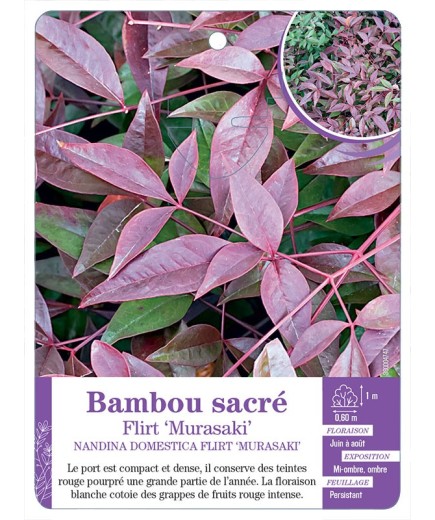 NANDINA DOMESTICA FLIRT MURASAKI voir Bambou sacré