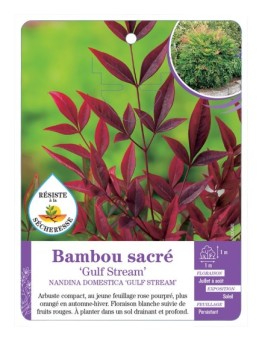 NANDINA DOMESTICA GULF STREAM voir Bambou sacré