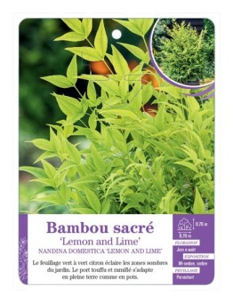 NANDINA DOMESTICA LEMON AND LIME voir Bambou sacré