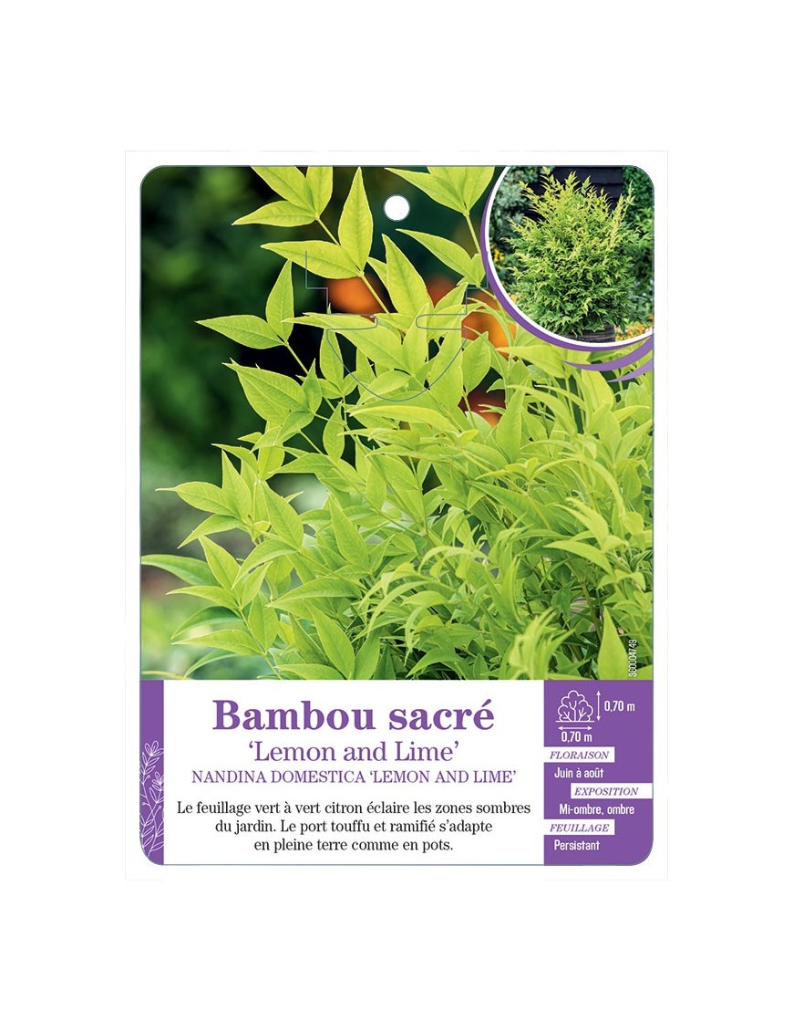 NANDINA DOMESTICA LEMON AND LIME voir Bambou sacré
