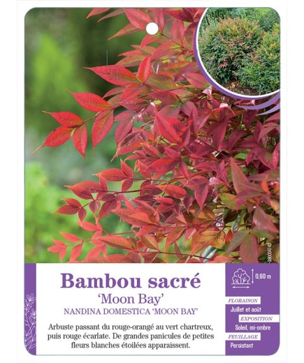 NANDINA DOMESTICA MOON BAY voir Bambou sacré