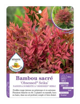 NANDINA DOMESTICA OBSESSED® SEIKA voir Bambou sacré