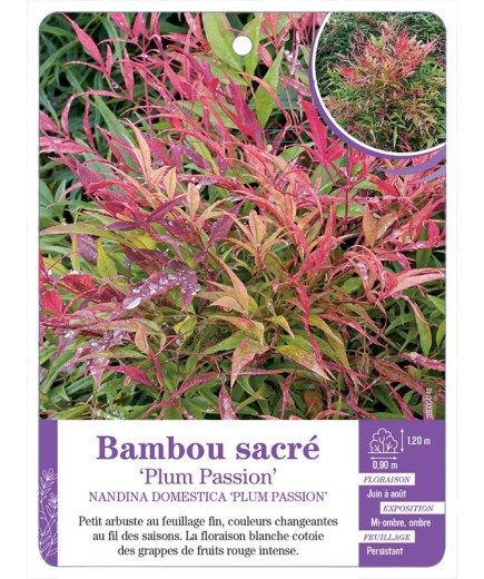 NANDINA DOMESTICA PLUM PASSION voir Bambou sacré