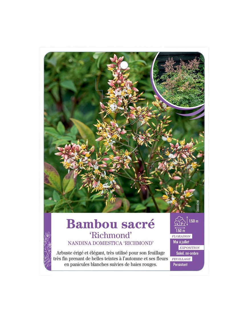 NANDINA DOMESTICA RICHMOND voir Bambou sacré