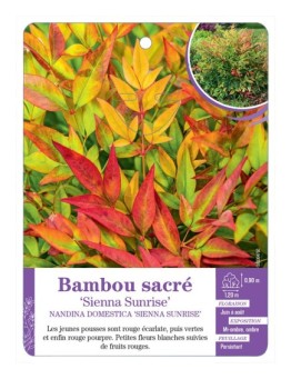 NANDINA DOMESTICA SIENNA SUNRISE voir Bambou sacré