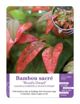 NANDINA DOMESTICA WOOD’S DWARF voir Bambou sacré
