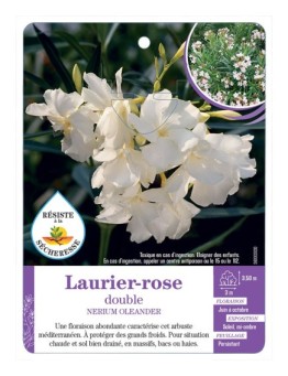 NERIUM OLEANDER voir Laurier-rose double (blanc)