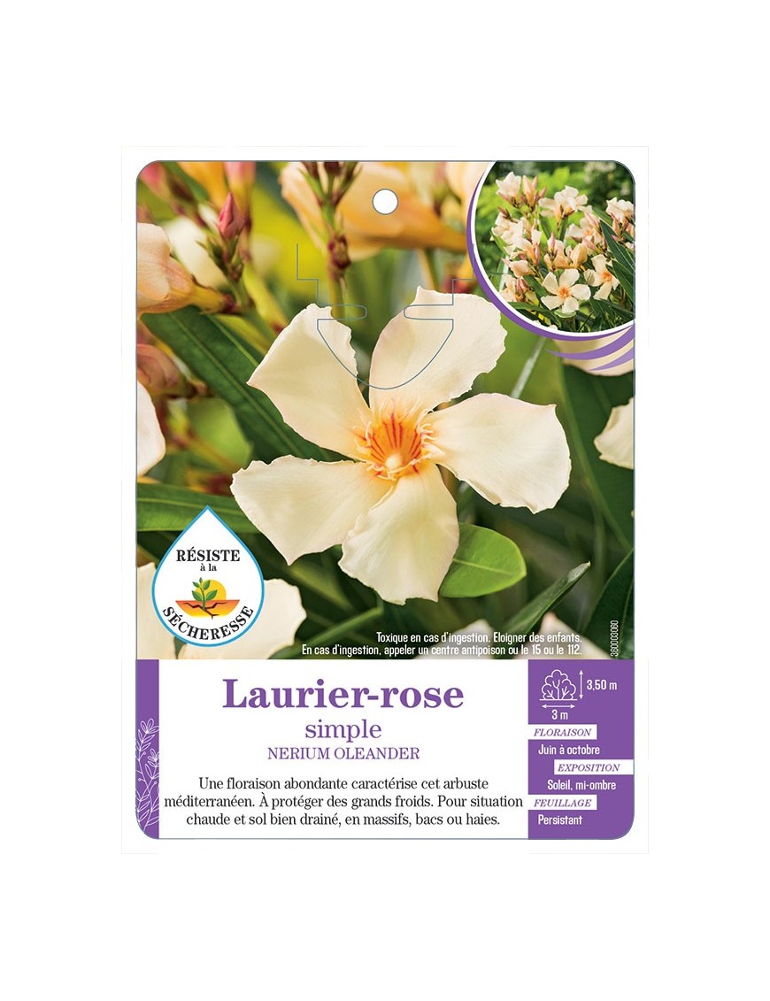 NERIUM OLEANDER voir Laurier-rose simple (jaune)