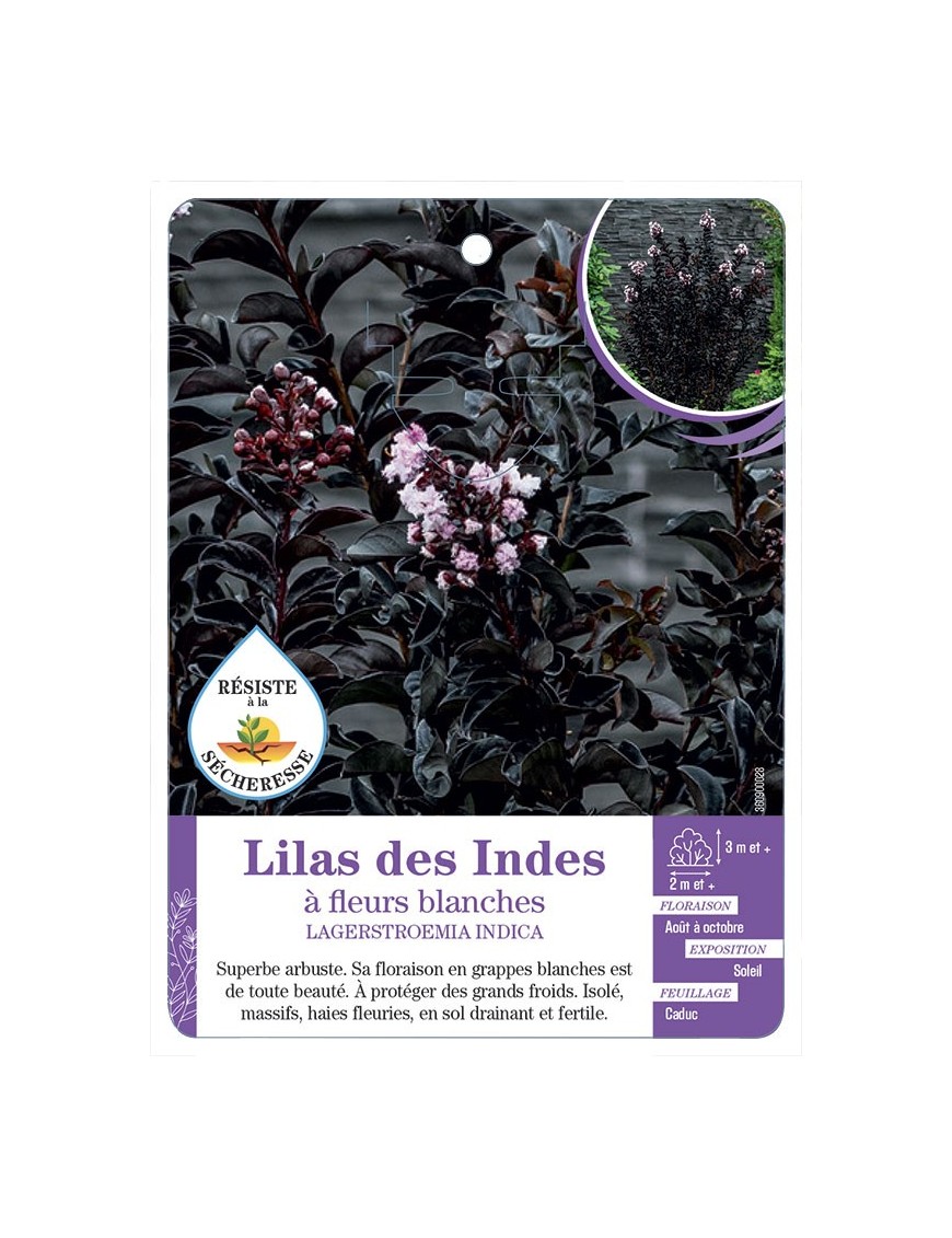 LAGERSTROEMIA INDICA à fleurs blanches voir Laurier-rose (feuillage pourpre)