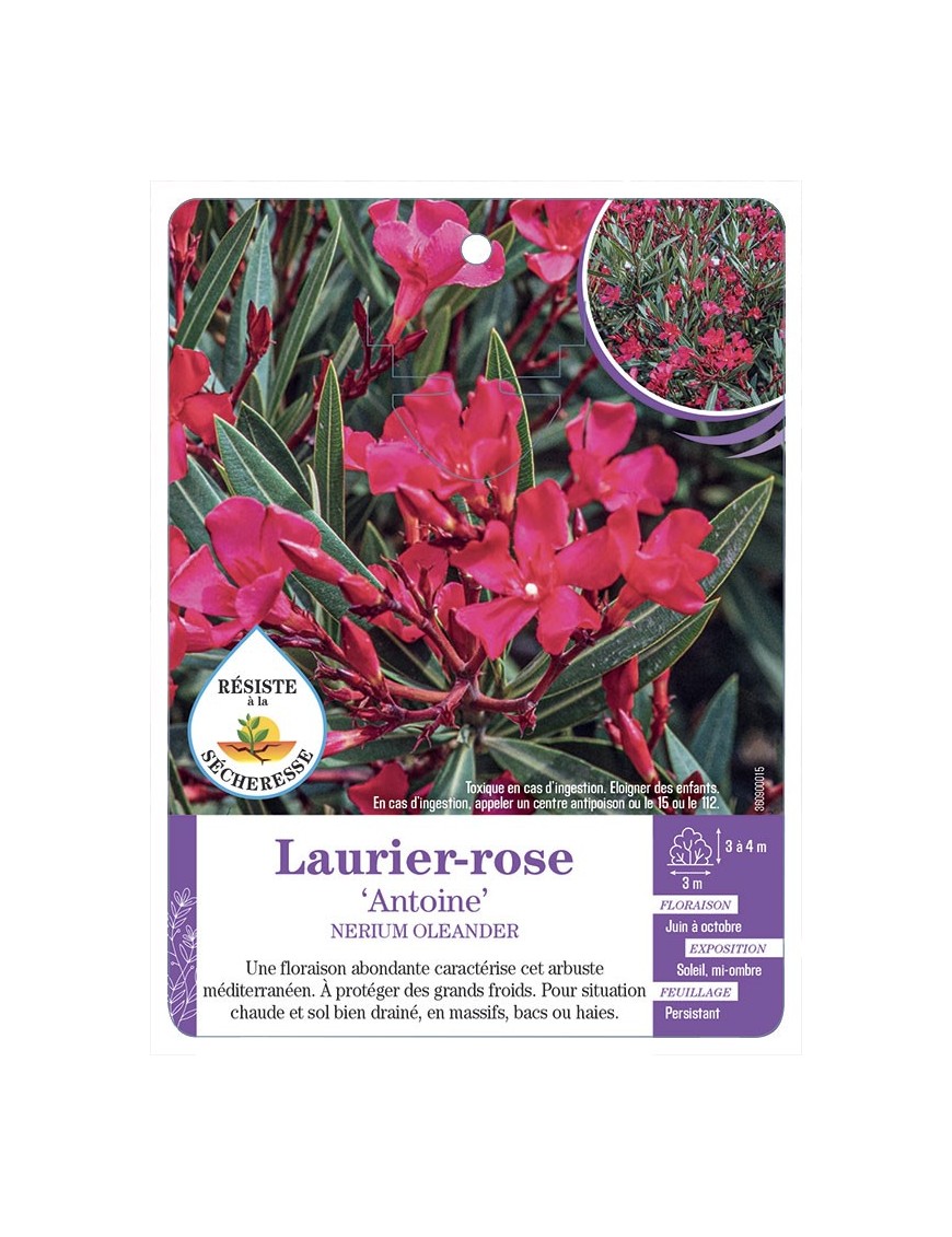 NERIUM OLEANDER ANTOINE voir Laurier-rose