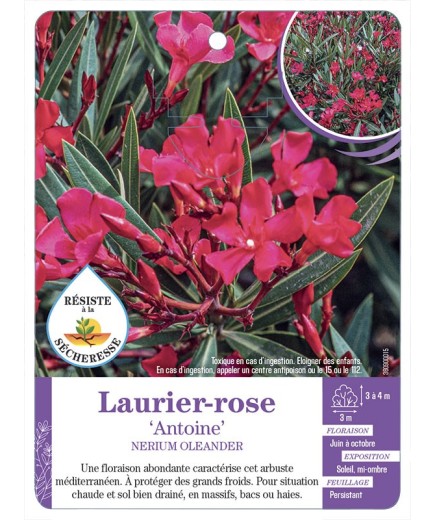 NERIUM OLEANDER ANTOINE voir Laurier-rose