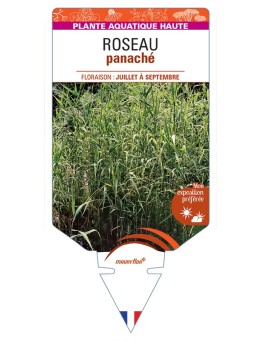 PHRAGMITES australis Variegatus voir Roseau panaché