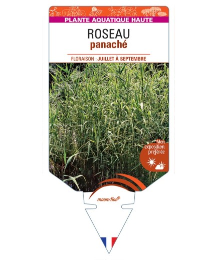 PHRAGMITES australis Variegatus voir Roseau panaché