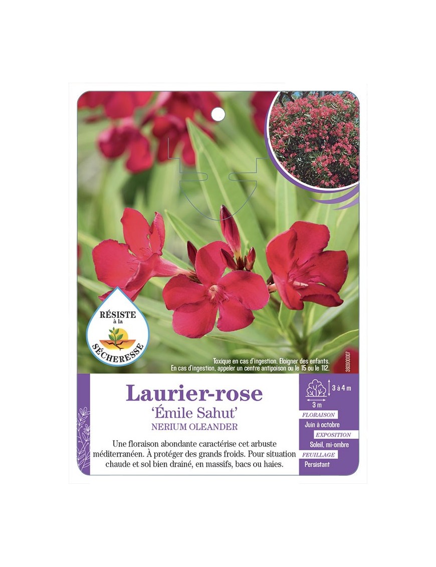 NERIUM OLEANDER EMILE SAHUT voir Laurier-rose