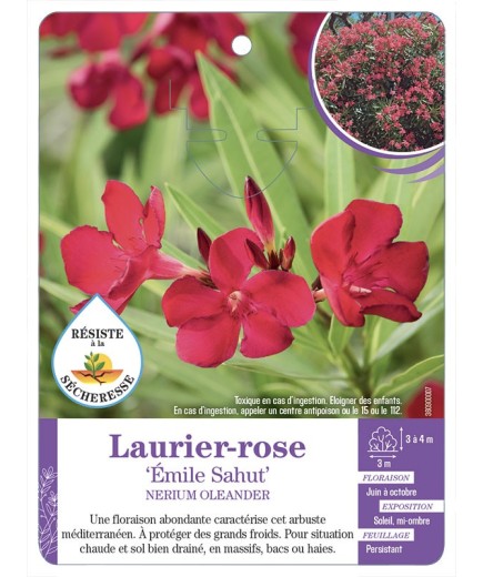 NERIUM OLEANDER EMILE SAHUT voir Laurier-rose