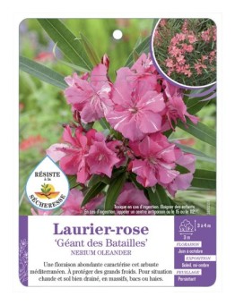 NERIUM OLEANDER GÉANT DES BATAILLES voir Laurier-rose